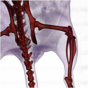 Orthopedic_Implant_Infection