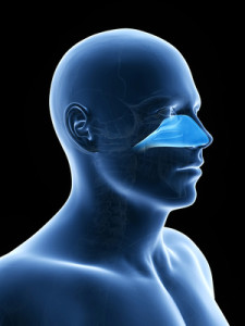 anatomy illustration showing the nasal cavity